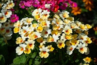Nemesia Yellow, and pink nemesia flowers.