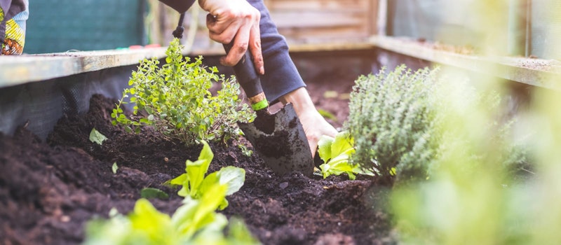 Small sprouting plants growing in soil