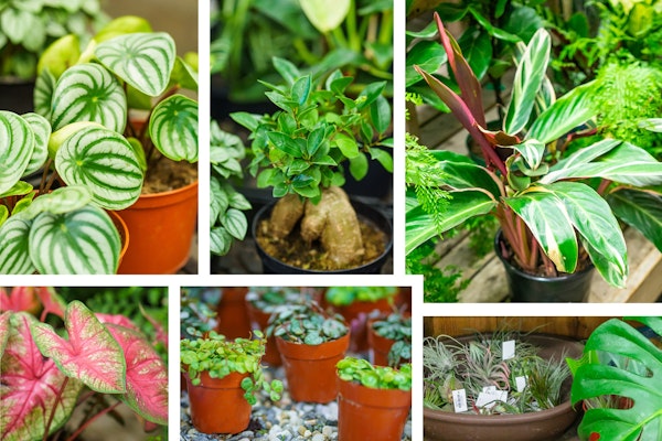 assorted houseplants, peperomia, calathia, stromanthe, ficus and tillandsias