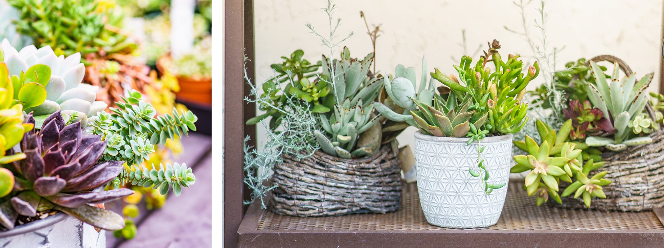 assorted succulent planters in different containers and in baskets