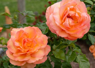 arborose tangerine skies roses