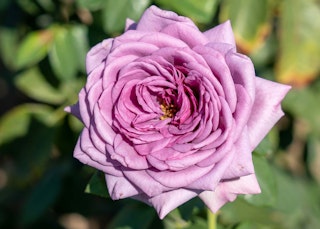 light purple arborose quicksilver rose