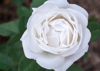 white pearlescent rose
