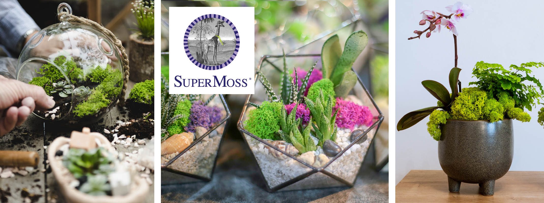 super moss terrariums, planters with different kinds of plants and moss