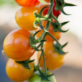 Sunrise Bumblebee Tomato