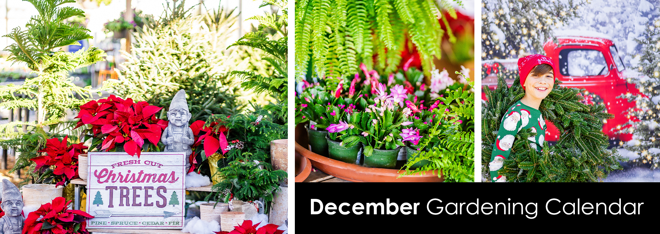 Red poinsettias, and Christmas trees, ferns and colorful Christmas cacti, a boy carrying a wreath with snow and Christmas trees and a red truck in the background.