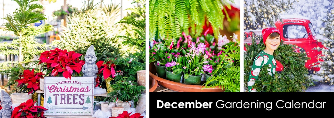 Red poinsettias, and Christmas trees, ferns and colorful Christmas cacti, a boy carrying a wreath with snow and Christmas trees and a red truck in the background.
