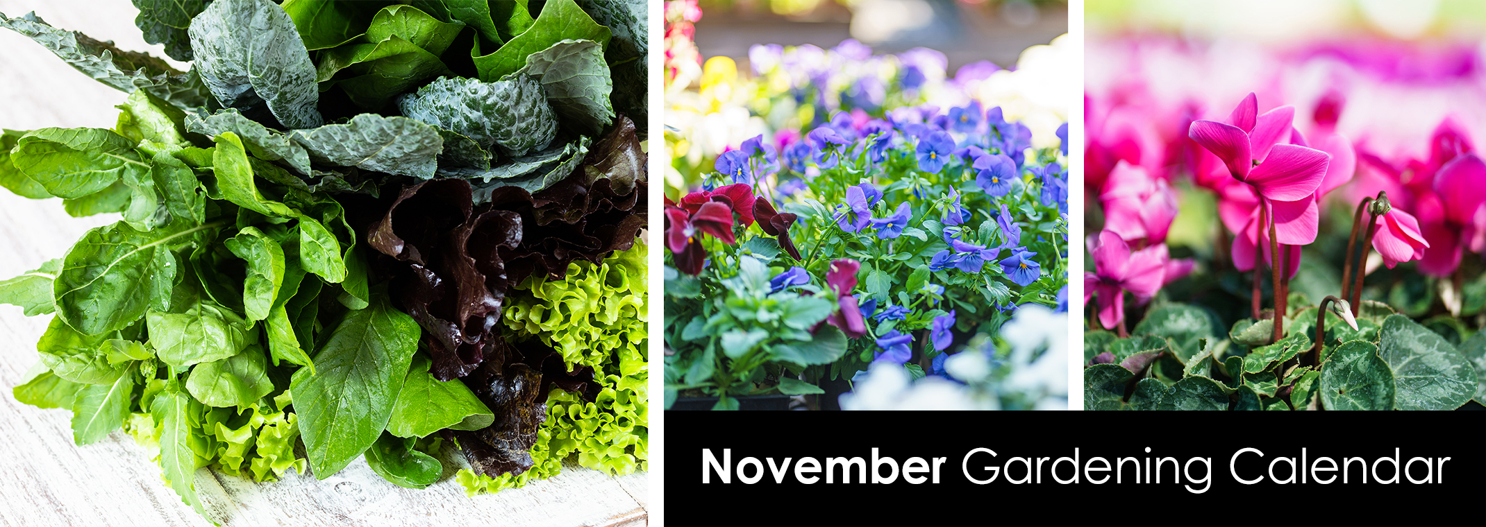 A variety of leafy green vegetables, pansies, and pink cyclamens.