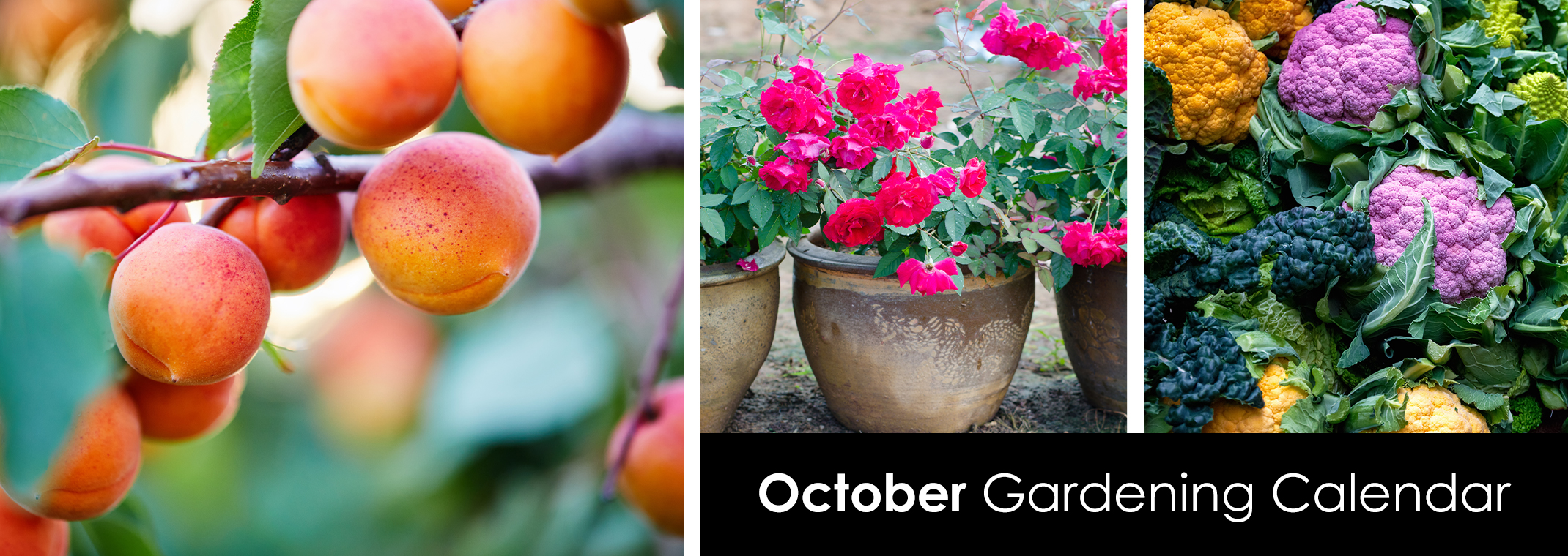 Apricots, pink roses in pots, a Romanesco and other cauliflower varieties.