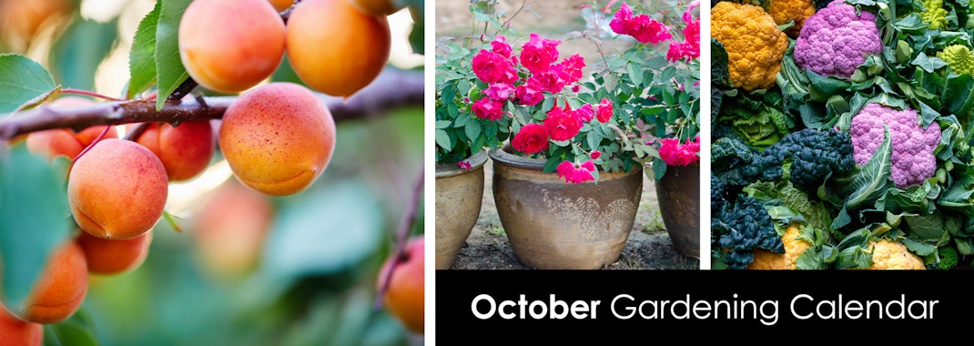 Apricots, pink roses in pots, a Romanesco and other cauliflower varieties.