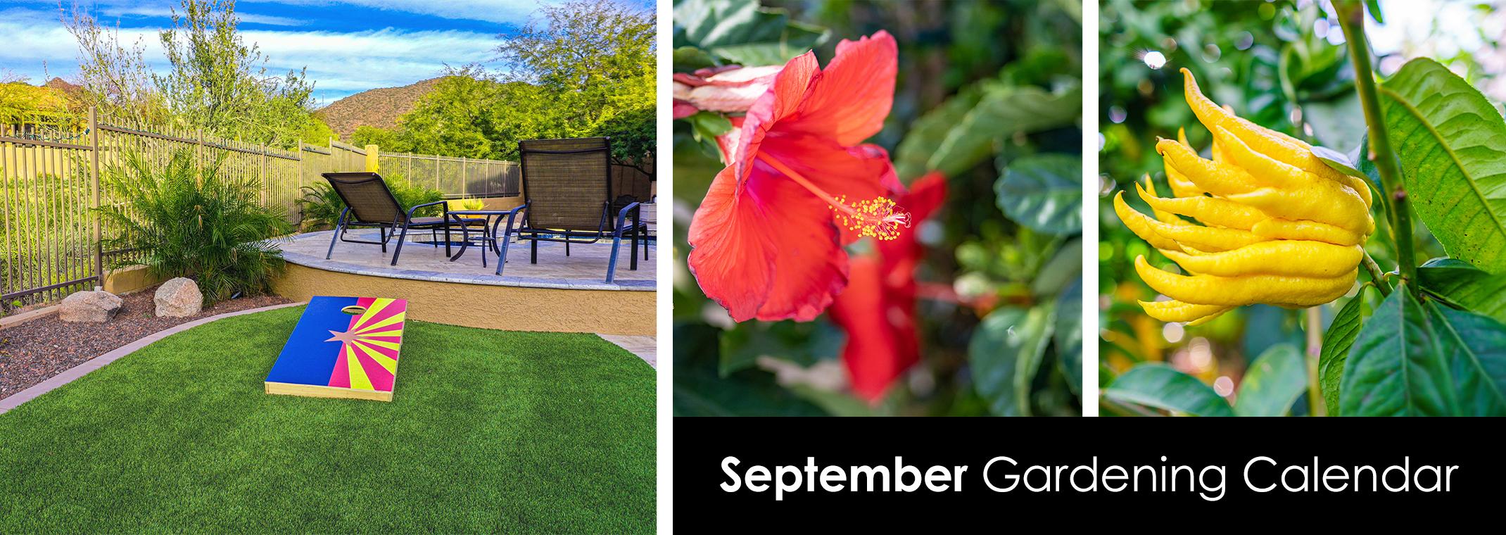 A small lawn and outdoor area in Arizona with cornhole game, a red hibiscus bloom, and Buddha's hand citrus.