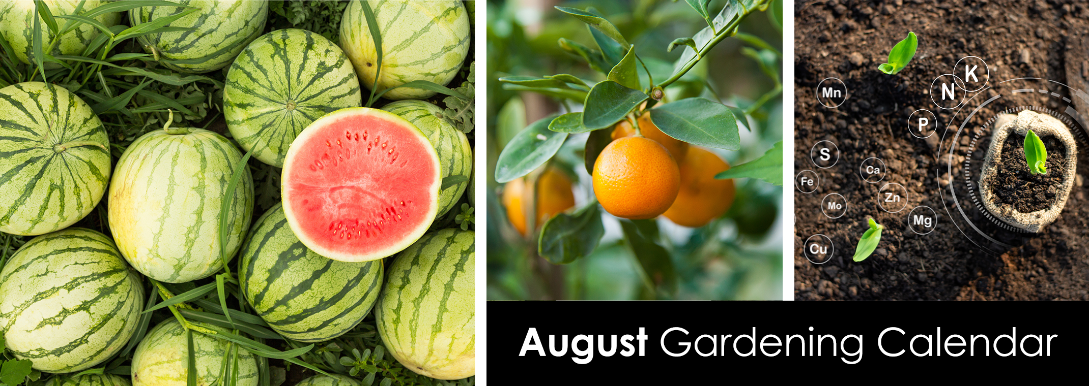 Watermelons, an orange tree, and soil with soil health and amendment symbols and small plant starts.