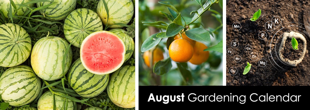 Watermelons, an orange tree, and soil with soil health and amendment symbols and small plant starts.