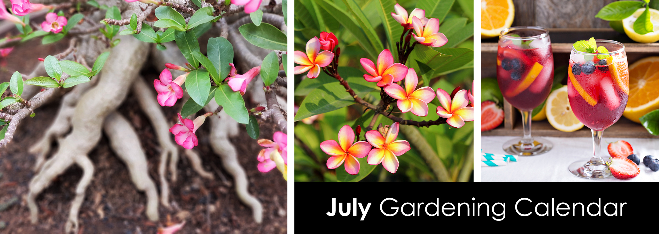 A pink adenium plant, pink and yellow plumeria in bloom, and summer beverages with fresh fruits.