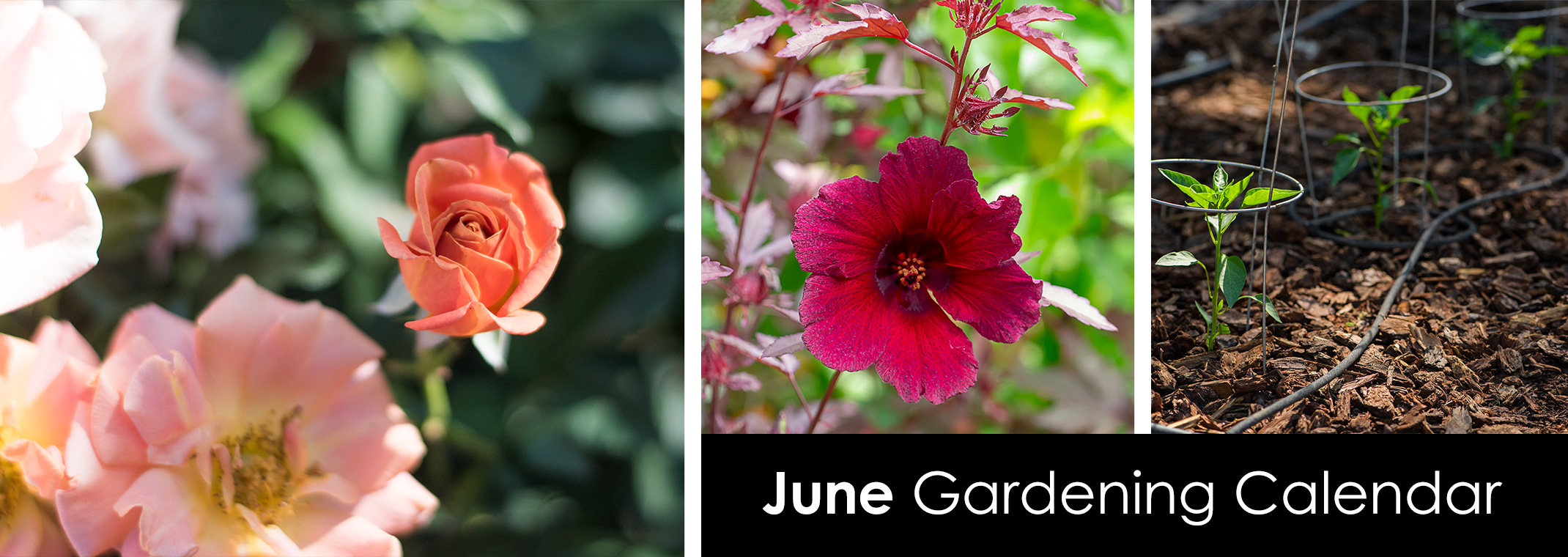 Salmon-color roses, a deep pink hibiscus bloom, pepper plants in garden with mulch and drip system.