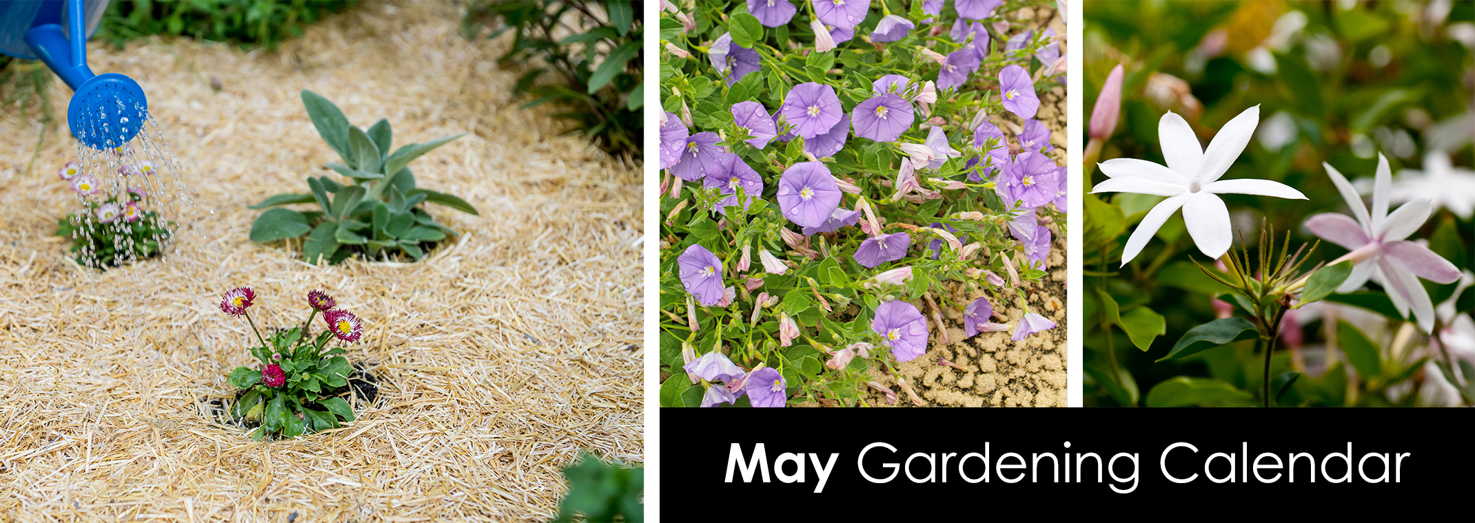 Flowers and plants surrounded by straw mulch and being watered, Ground Morning Glory, and star jasmine.