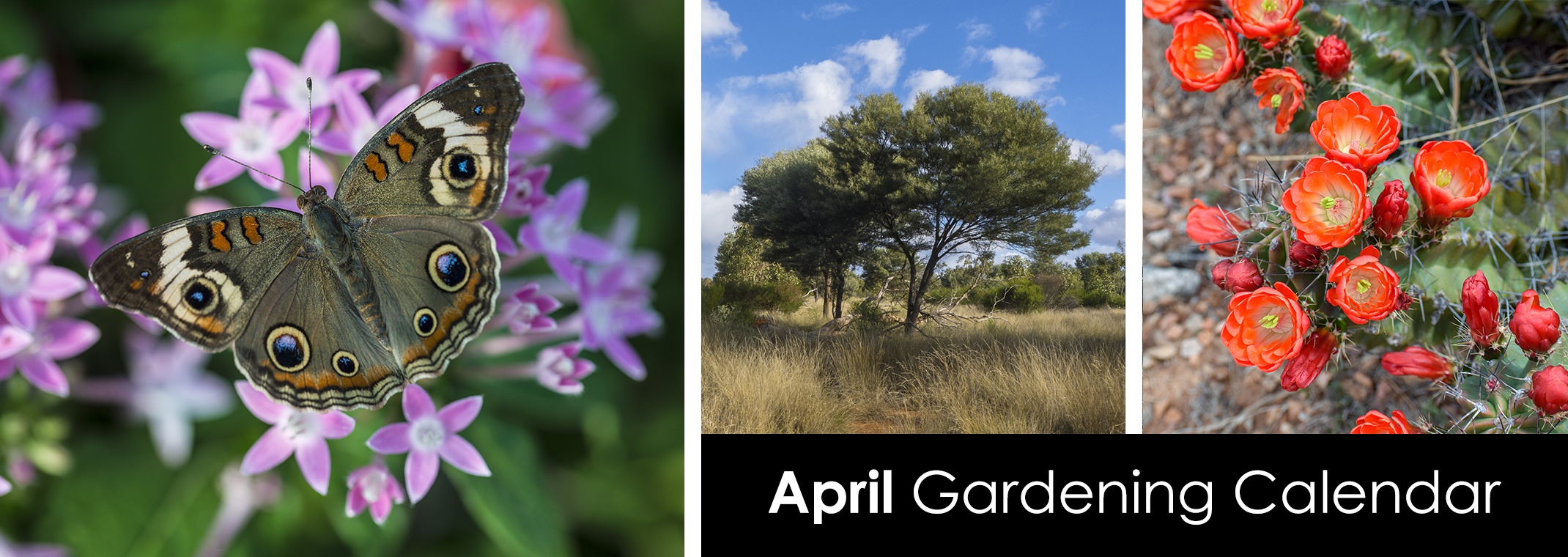 Butterfly with purple pentas, a desert tree, and a red-blooming cactus.