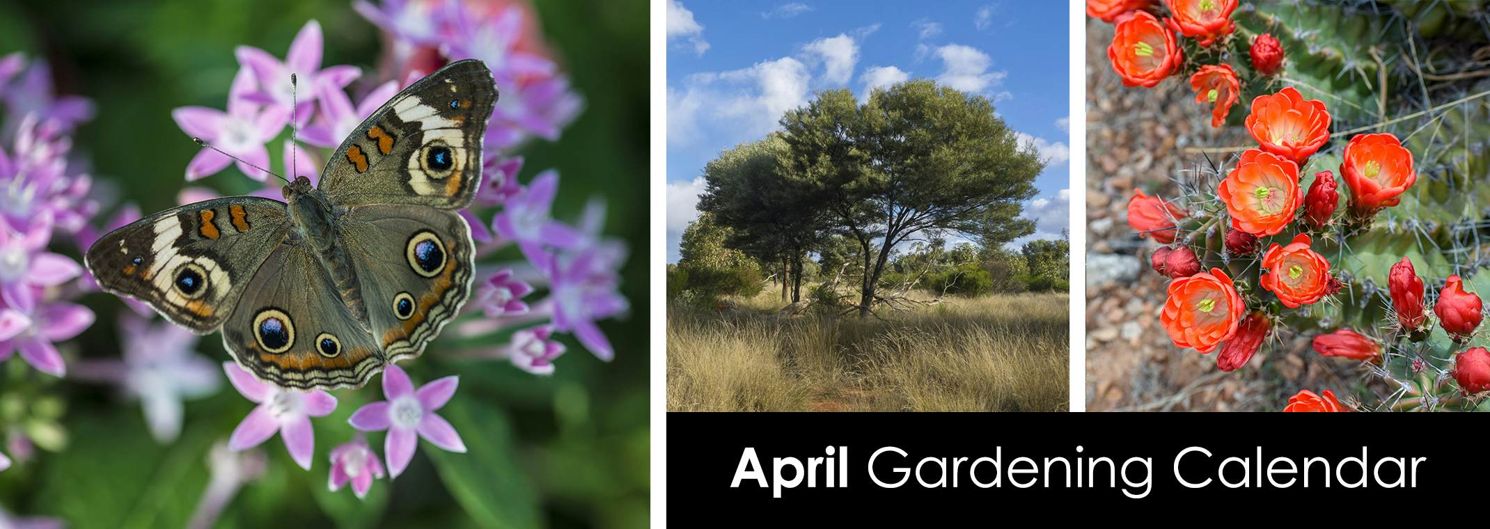 April Gardening Calendar | Arizona SummerWinds Nursery