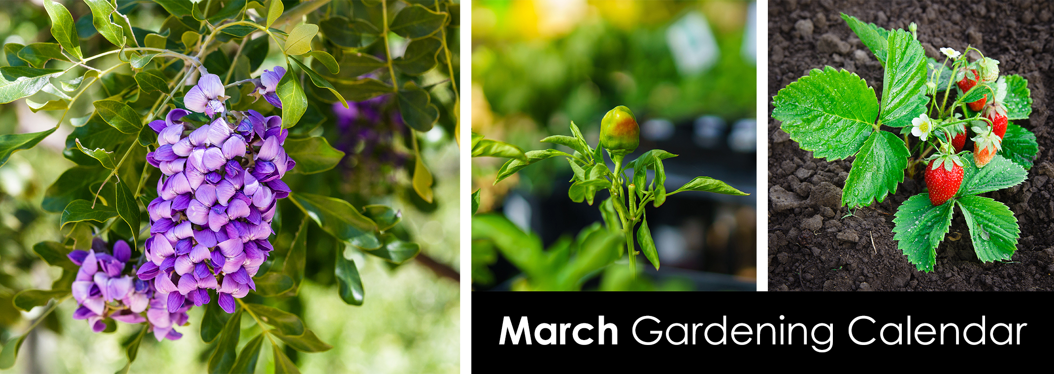 Texas Mountain Laurel, a ripening pepper, and a strawberry plant.