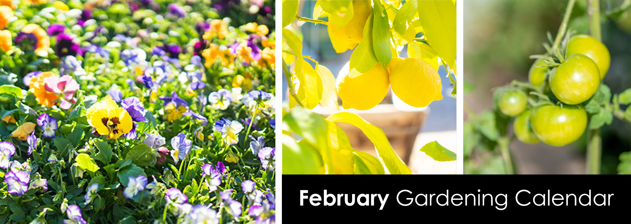 Colorful pansies, lemon tree, and green tomatoes on the vine.