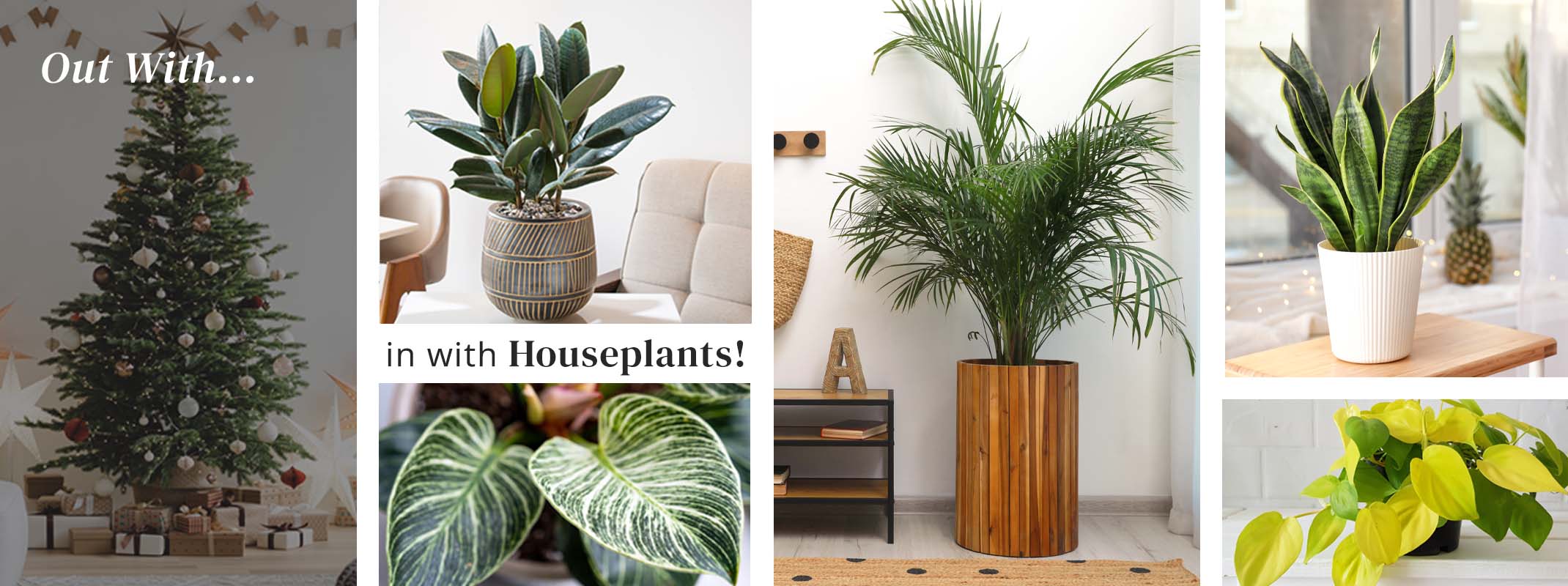 Beautiful selection of different potted houseplants shown as options for replacing christmas tree after the holidays with the say out with... and in with houseplants!