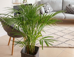areca palm houseplant in living room setting