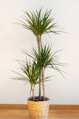 madagascar dragon tree houseplant in wicker container