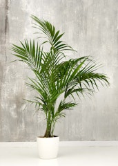 kentia palm houseplant in white container