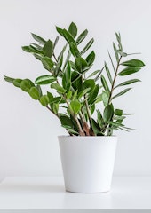 zz houseplant in white pot