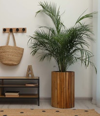 majesty palm houseplant in wooden planter near window