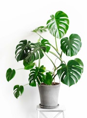monstera deliciosa housplant in gray container on plant stand