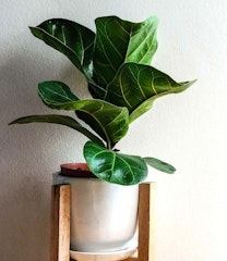 ficus lyrata or fiddle leaf fig in white pot in plant stand