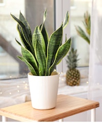 snake plant sansevieria houseplant in white pot near window