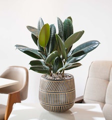 rubber tree houseplant in pattern pot on table in modern setting