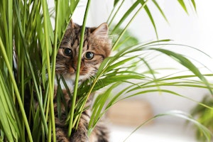 cat creeping through palm houseplant