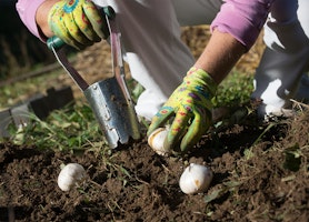 Flower Bulbs being planted in soil with bulb planting tool.