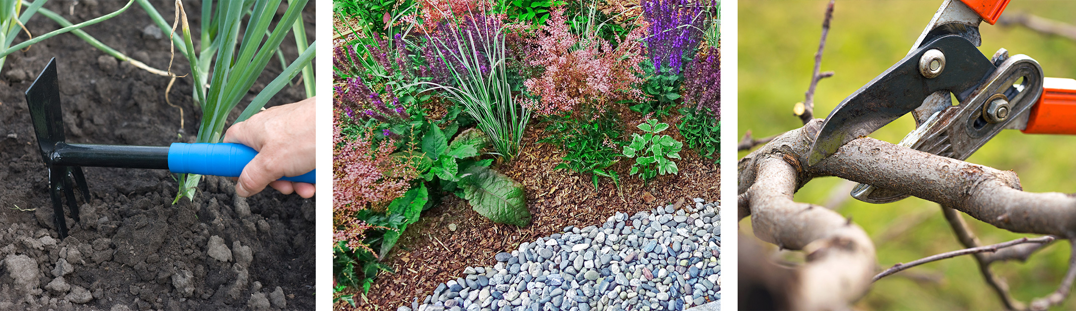 Hoeing, Mulch around plants, and pruning.