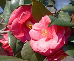 pink anacostia camellia