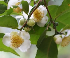 tea plant sinensis camellia