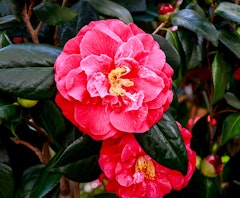 colonel firey camellia