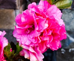 pink bonanza camellia