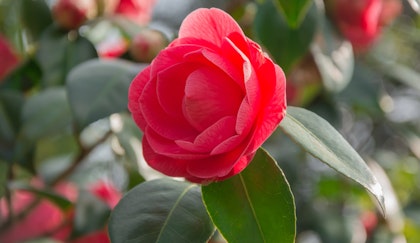 red camellias