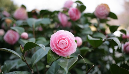 pink camellias