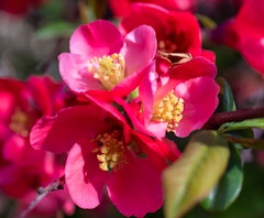 yuletide camellias