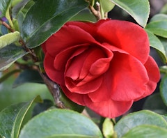 tom knudesen camellias