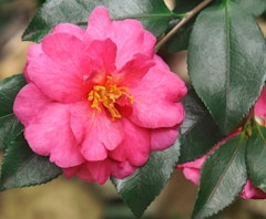 shishi gashira camellias