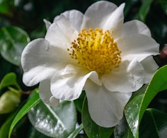 setsugekka camellia