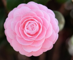 pink pearl maxwell camellia