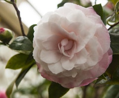 nuccios pearl camellia