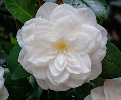 white nuccios gem camellia